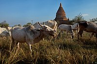 Myanmar_117.jpg